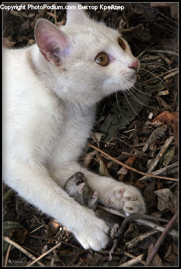 Animal, Cat, Pet, Siamese, Mammal, Possum