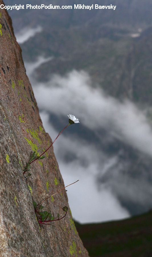 Blossom, Flora, Flower, Plant, Adventure, Climbing, Outdoors