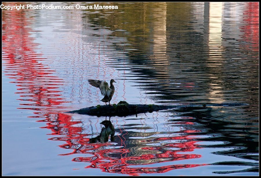Outdoors, Ripple, Water, Bird, Duck, Teal, Waterfowl