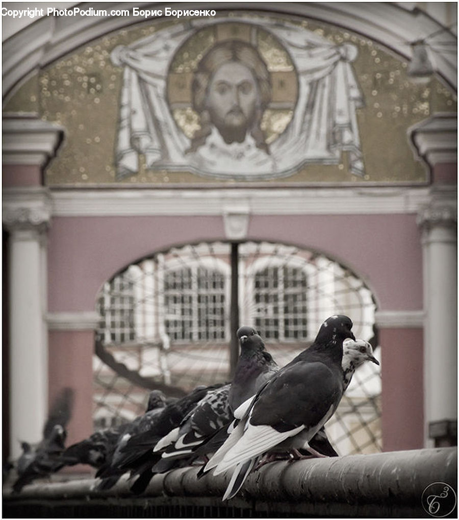 Bird, Pigeon, Dove, Arch, Architecture, Dome, Building