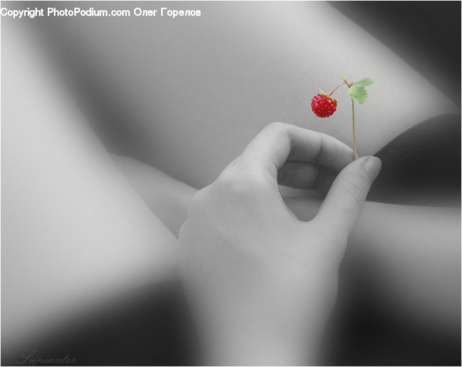 Cherry, Fruit, Raspberry, Strawberry, Flower Arrangement, Ikebana, Plant