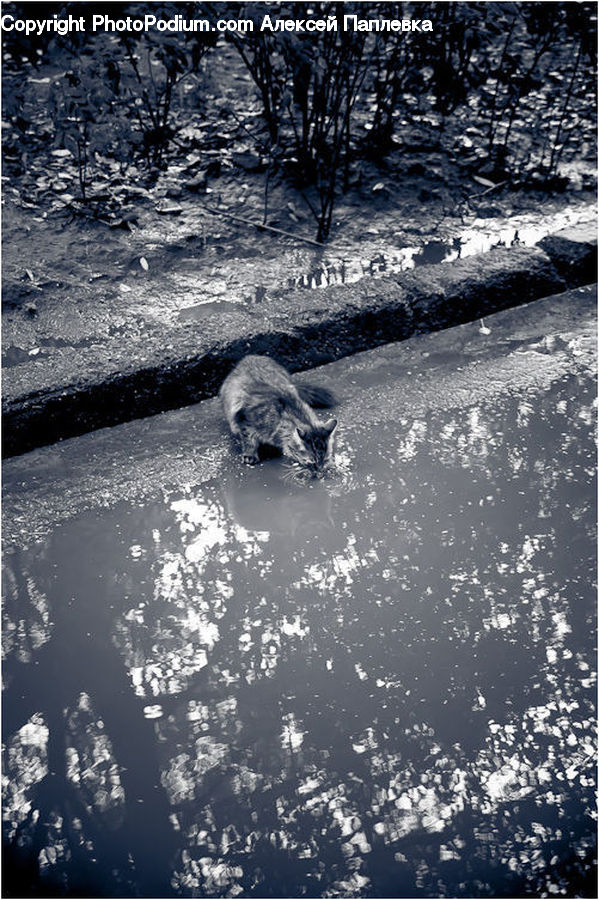 Animal, Canine, Mammal, Wolf