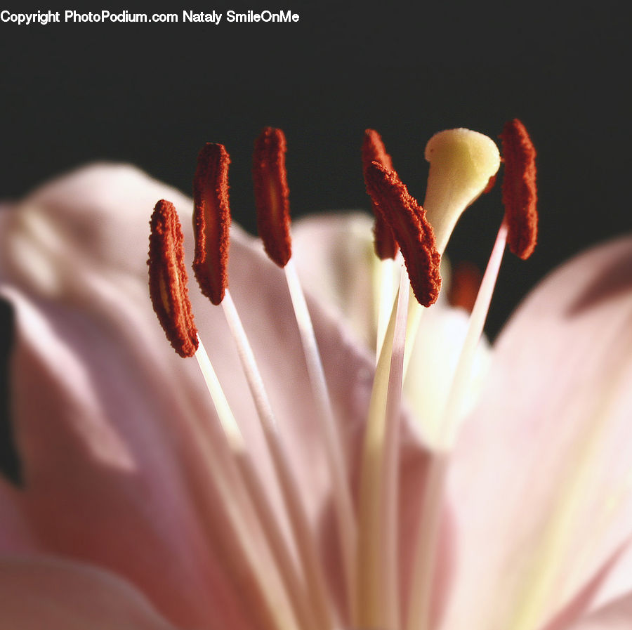 Blossom, Crocus, Flora, Flower, Plant, Lily, Geranium