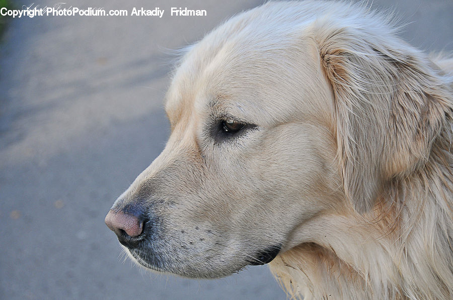 Animal, Canine, Dog, Golden Retriever, Mammal, Pet