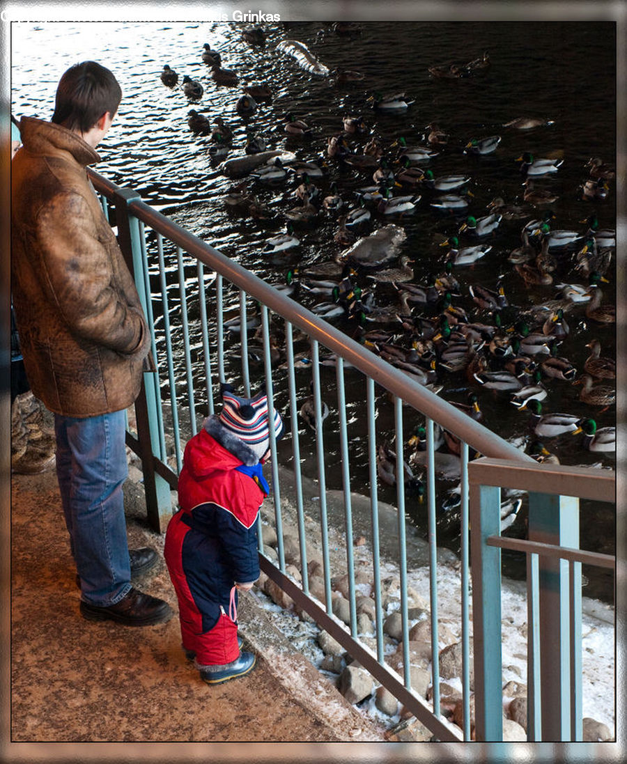 Human, People, Person, Banister, Handrail, Bird, Duck