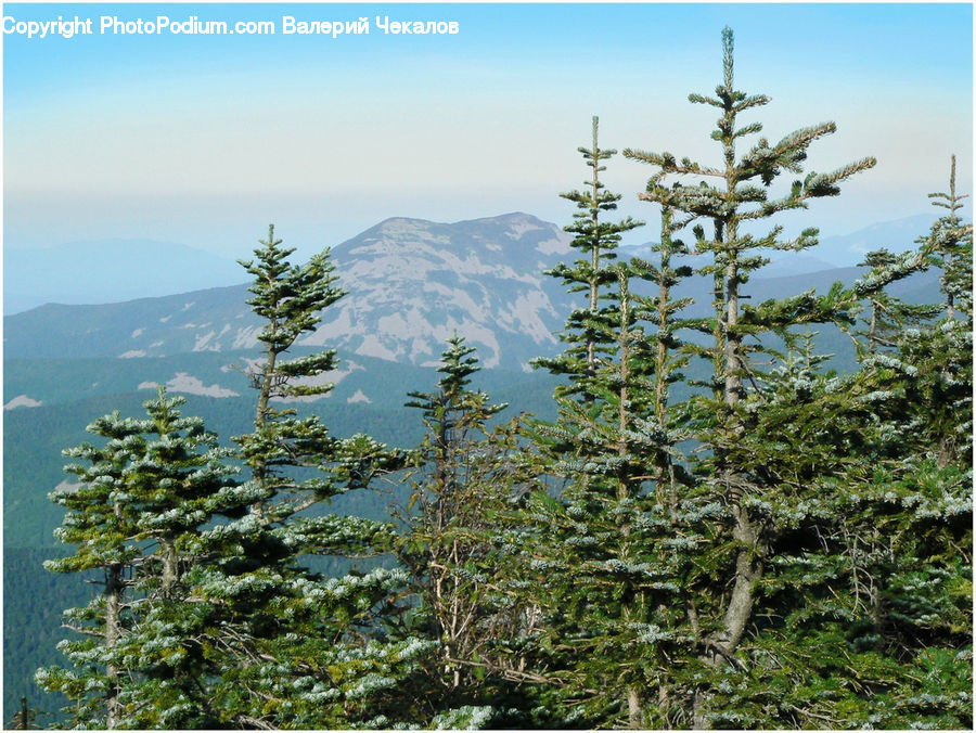 Conifer, Fir, Spruce, Wood, Plant, Tree, Pine