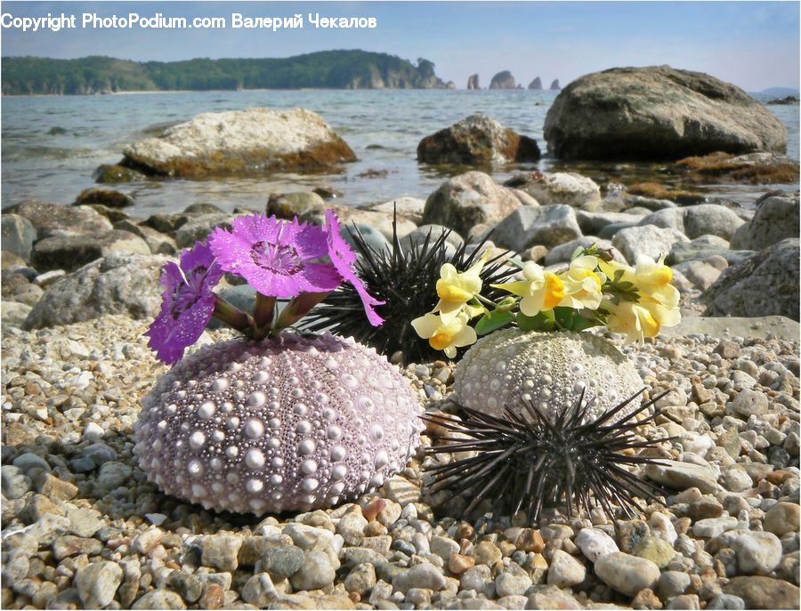 Blossom, Flora, Flower, Plant, Petal, Promontory, Rock
