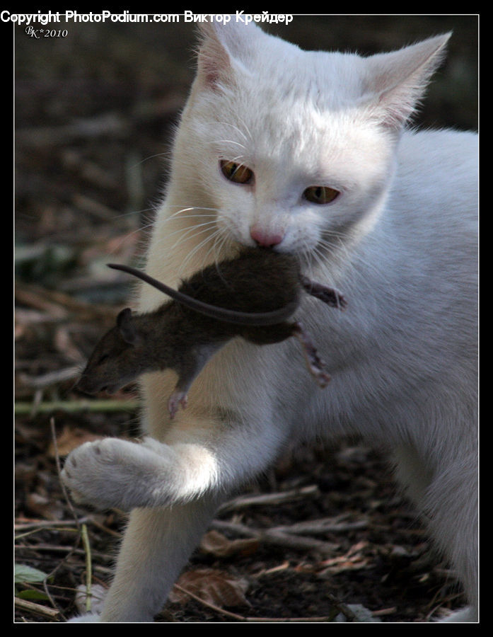 Animal, Cat, Pet, Siamese, Kitten, Mammal, Manx