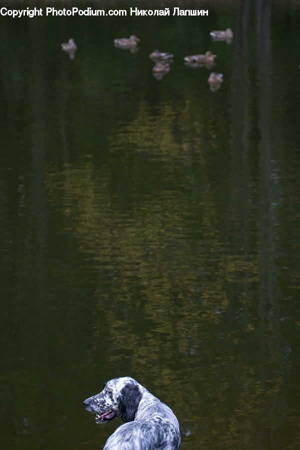 Bird, Black Swan, Swan, Waterfowl, Animal