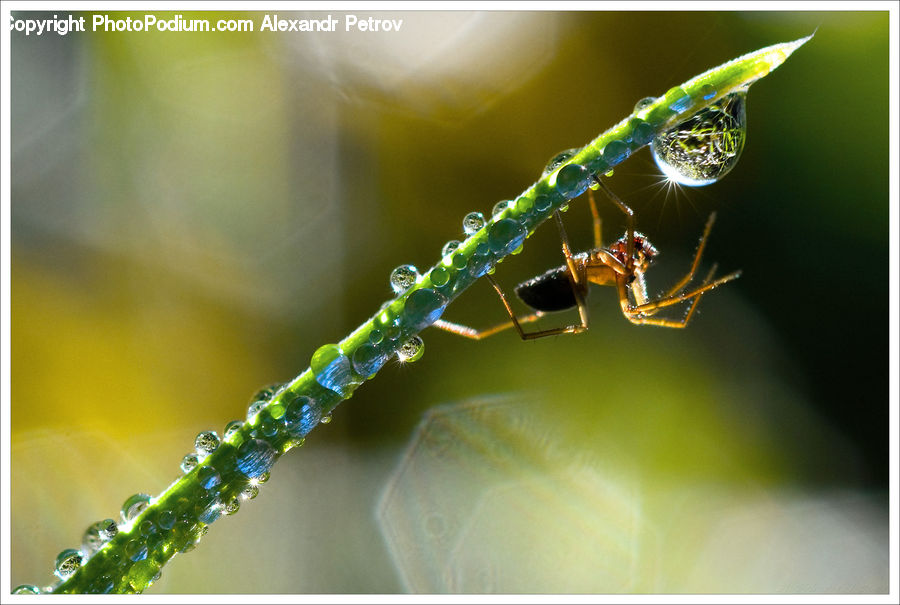 Arachnid, Garden Spider, Insect, Invertebrate, Spider, Accessories, Bead