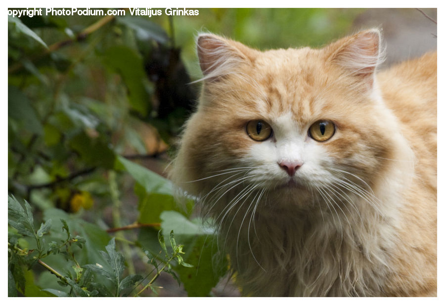 Animal, Cat, Kitten, Mammal, Pet, Manx