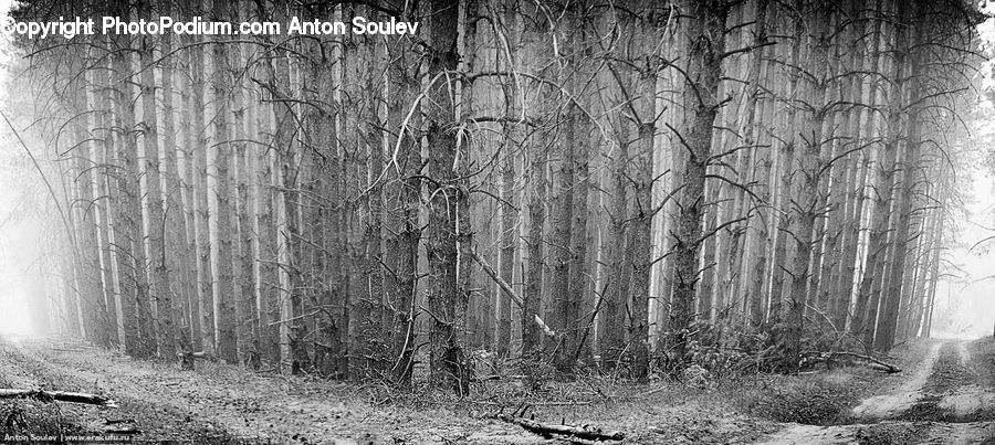 Forest, Vegetation, Birch, Tree, Wood, Grove, Land
