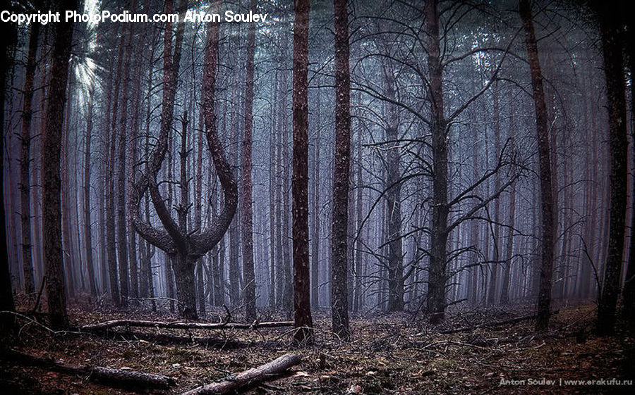 Forest, Vegetation, Grove, Land, Plant, Tree, Fir