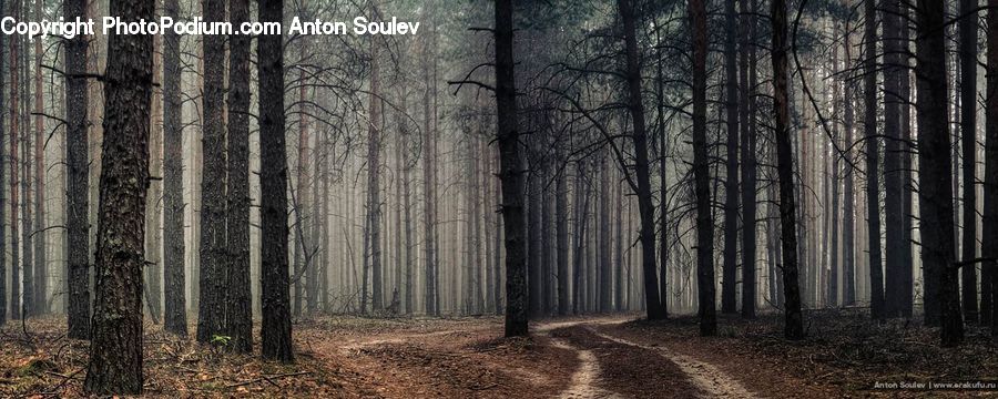 Forest, Vegetation, Grove, Land, Plant, Tree, Path