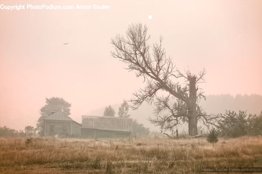 Countryside, Outdoors, Field, Rural, Farm, Plant, Tree