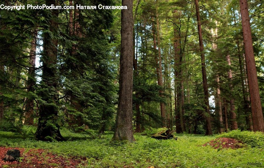 Forest, Vegetation, Grove, Land, Conifer, Fir, Plant