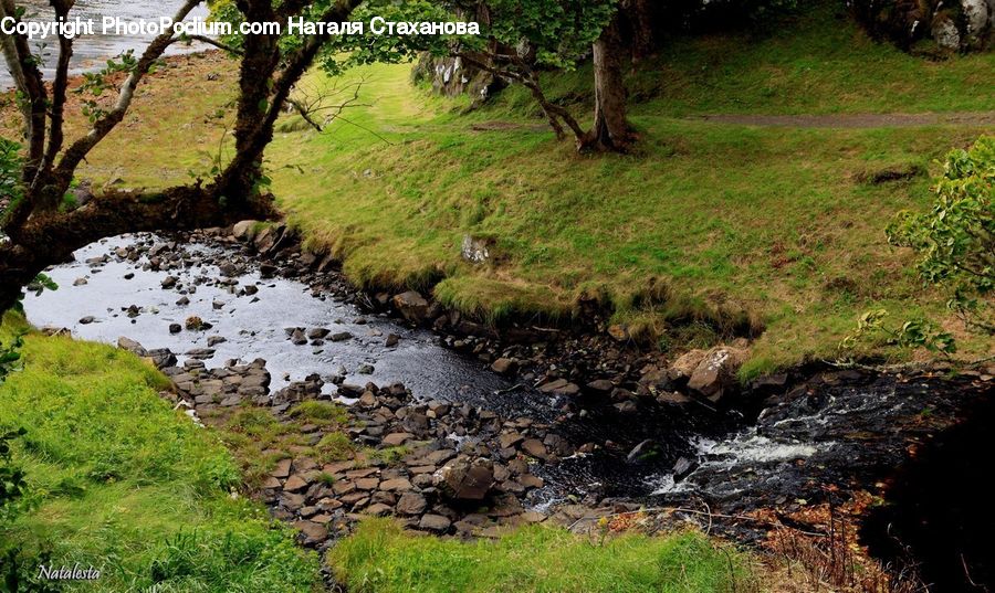 Creek, Outdoors, River, Water, Forest, Vegetation, Land