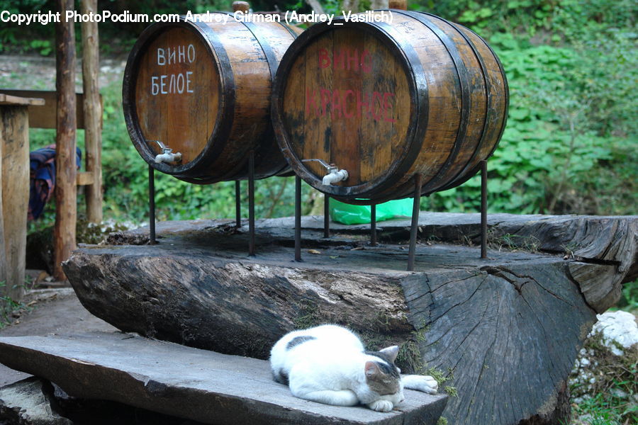 Animal, Cat, Egyptian Cat, Mammal, Pet, Furniture, Angora