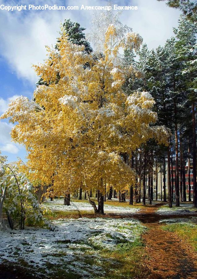 Plant, Tree, Conifer, Fir, Birch, Wood, Forest