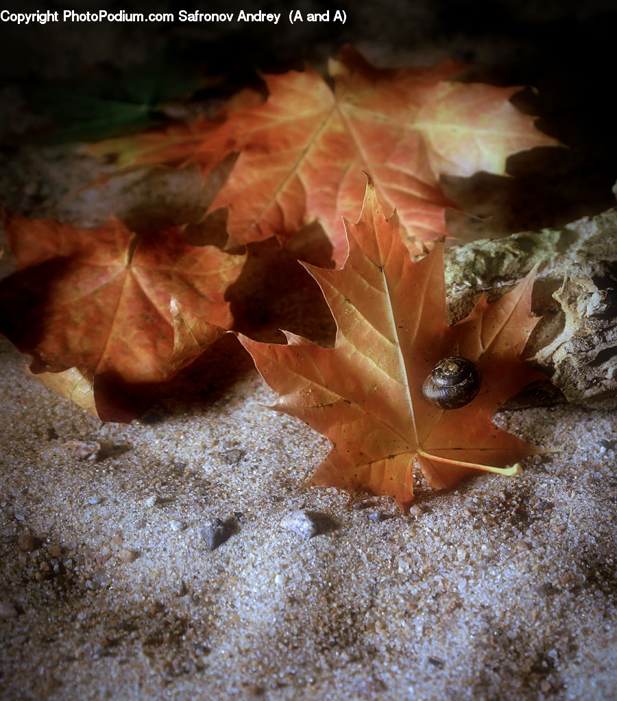 Maple, Maple Leaf, Plant, Sea Life, Tree, Wood, Blossom