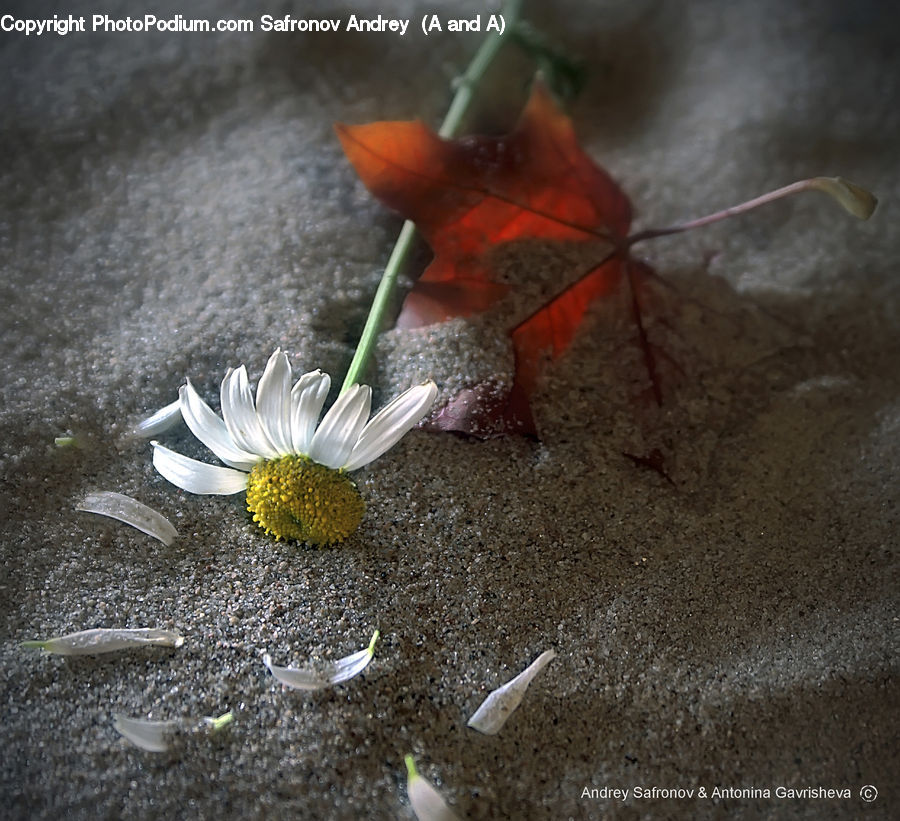 Daisies, Daisy, Flower, Plant, Flower Arrangement, Ikebana, Potted Plant