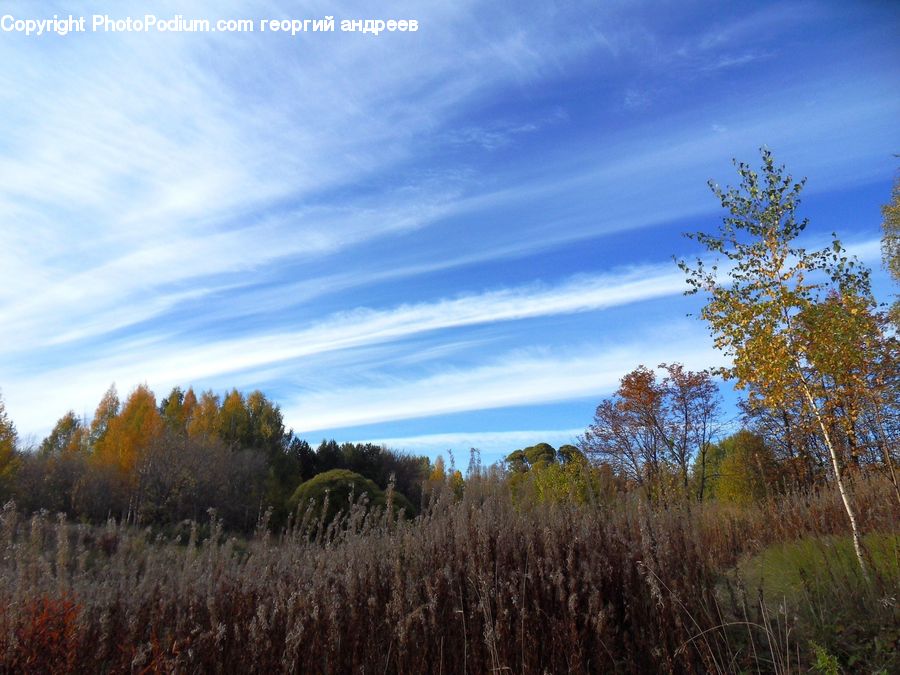 Field, Grass, Grassland, Plant, Land, Outdoors, Conifer