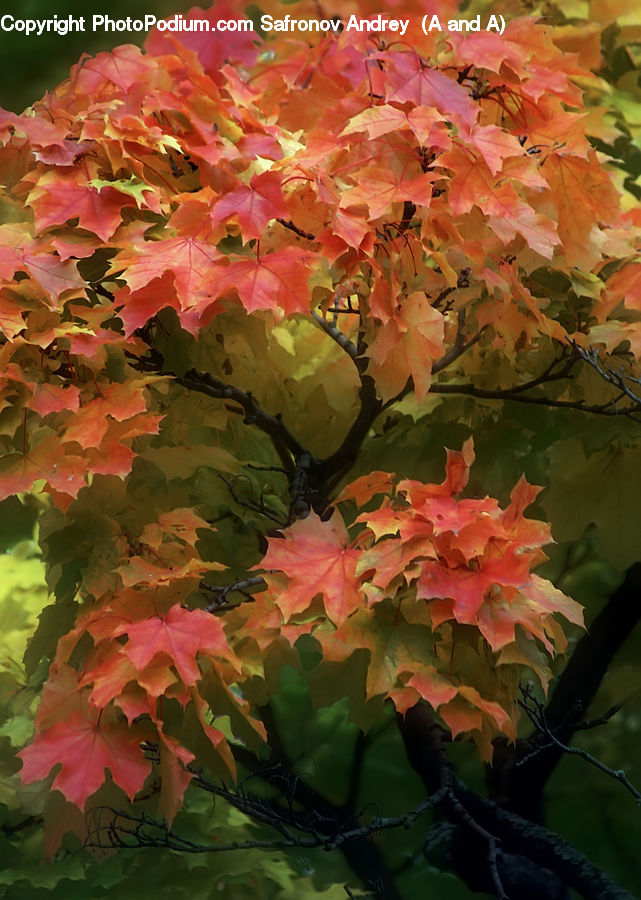 Ivy, Plant, Vine, Maple, Tree, Wood, Blossom
