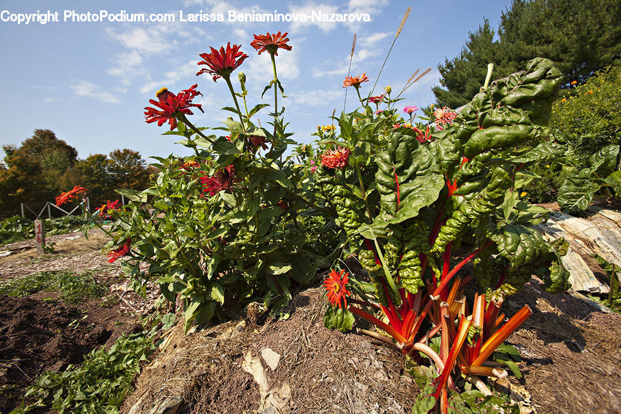 Produce, Rhubarb, Vegetable, Blossom, Flora, Flower, Geranium
