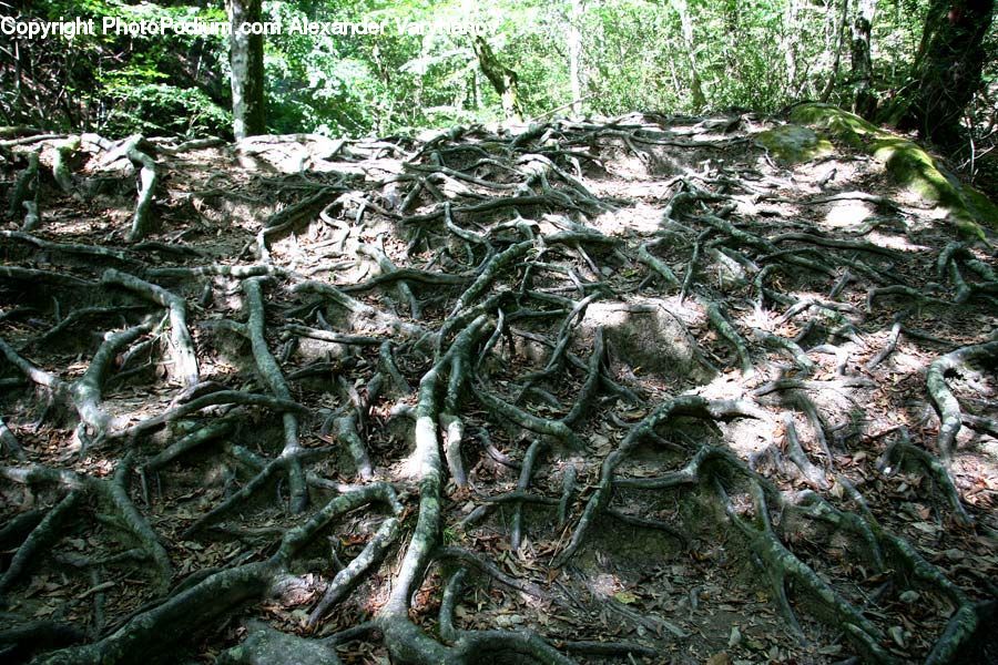 Forest, Jungle, Rainforest, Vegetation, Conifer, Fir, Plant