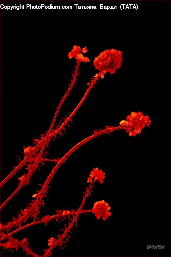 Blossom, Flora, Flower, Geranium, Plant, Maple, Maple Leaf