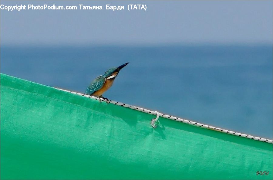 Bee Eater, Bird, Swallow, Wren