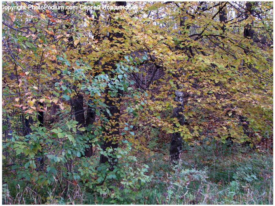 Conifer, Fir, Plant, Tree, Vine, Ivy, Bush