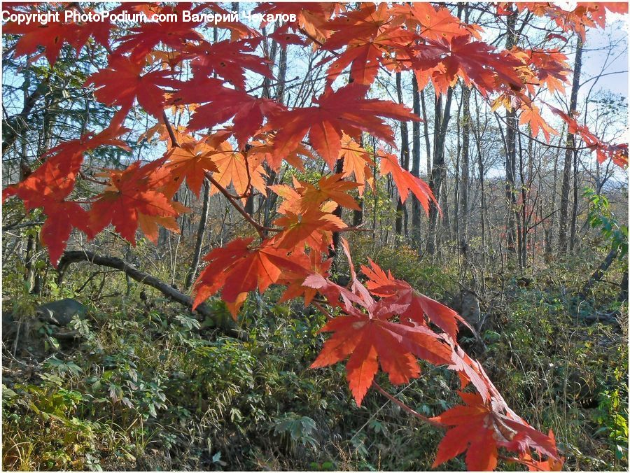 Maple, Tree, Wood, Maple Leaf, Plant, Bird, Magpie