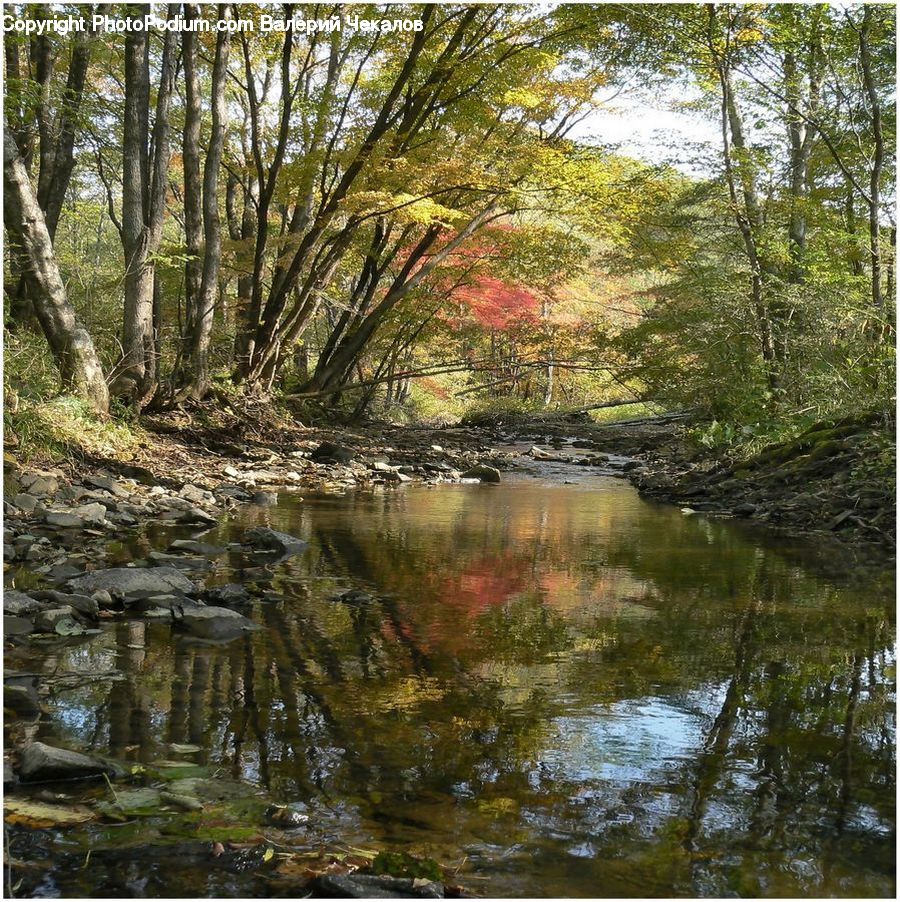 Creek, Outdoors, River, Water, Land, Marsh, Swamp