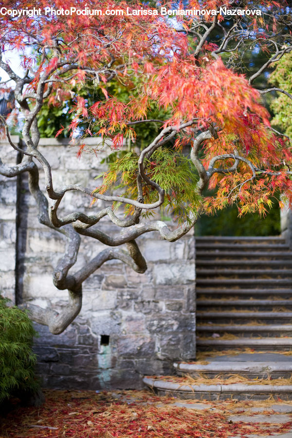 Bonsai, Plant, Potted Plant, Tree, Moss, Bench, Brick