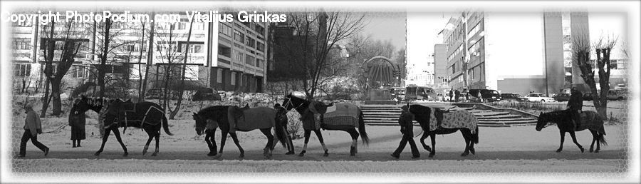 Animal, Horse, Mammal, Carriage, Horse Cart, Vehicle, Car