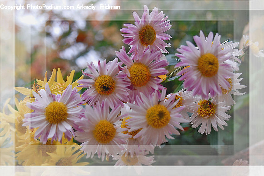 Daisies, Daisy, Flower, Plant, Blossom, Flora, Aster