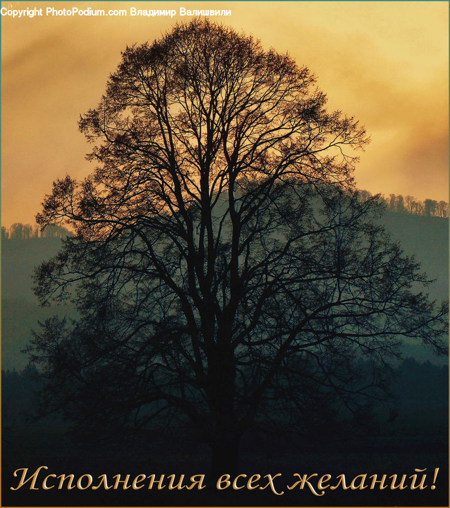 Oak, Tree, Wood, Dawn, Dusk, Sky, Sunrise