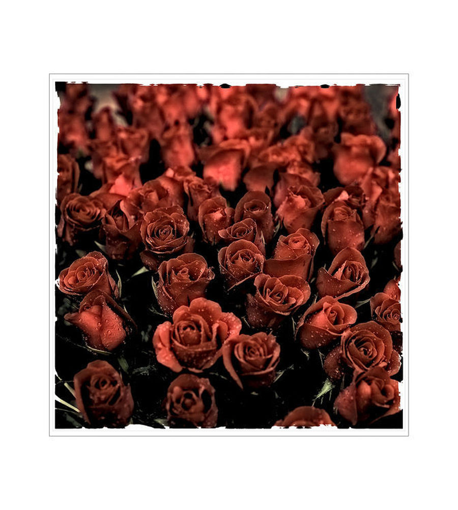 People, Person, Human, Blossom, Flower, Plant, Rose