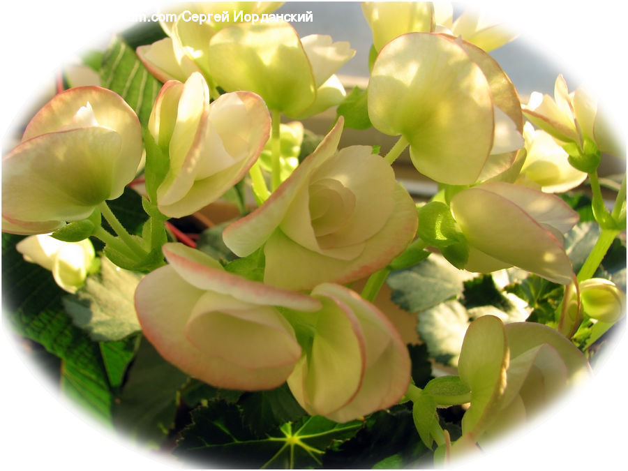 Floral Design, Flower, Flower Arrangement, Flower Bouquet, Ikebana, Blossom, Flora