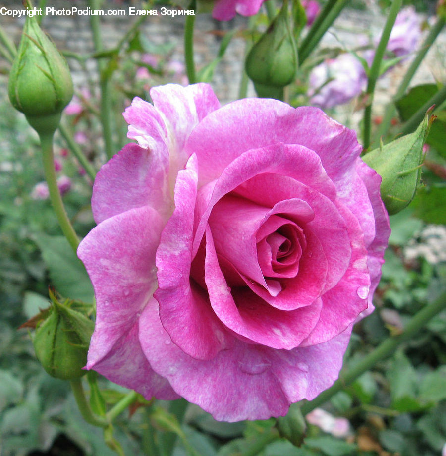 Blossom, Flower, Plant, Rose, Flora, Geranium, Peony