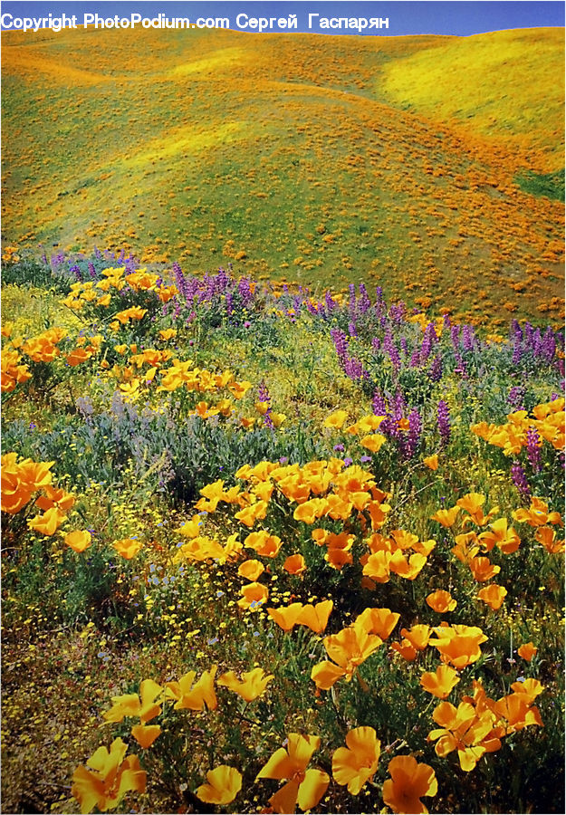 Blossom, Flora, Flower, Plant, Poppy, Field, Asteraceae