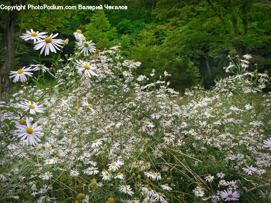 Daisies, Daisy, Flower, Plant, Aster, Blossom, Asteraceae