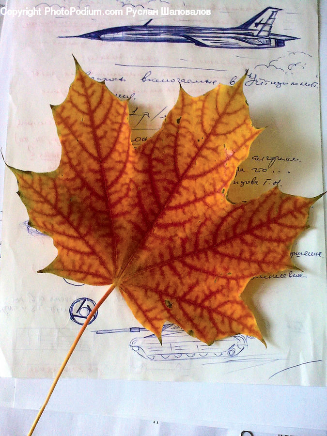 Maple, Maple Leaf, Plant, Leaf, Birch, Tree, Wood