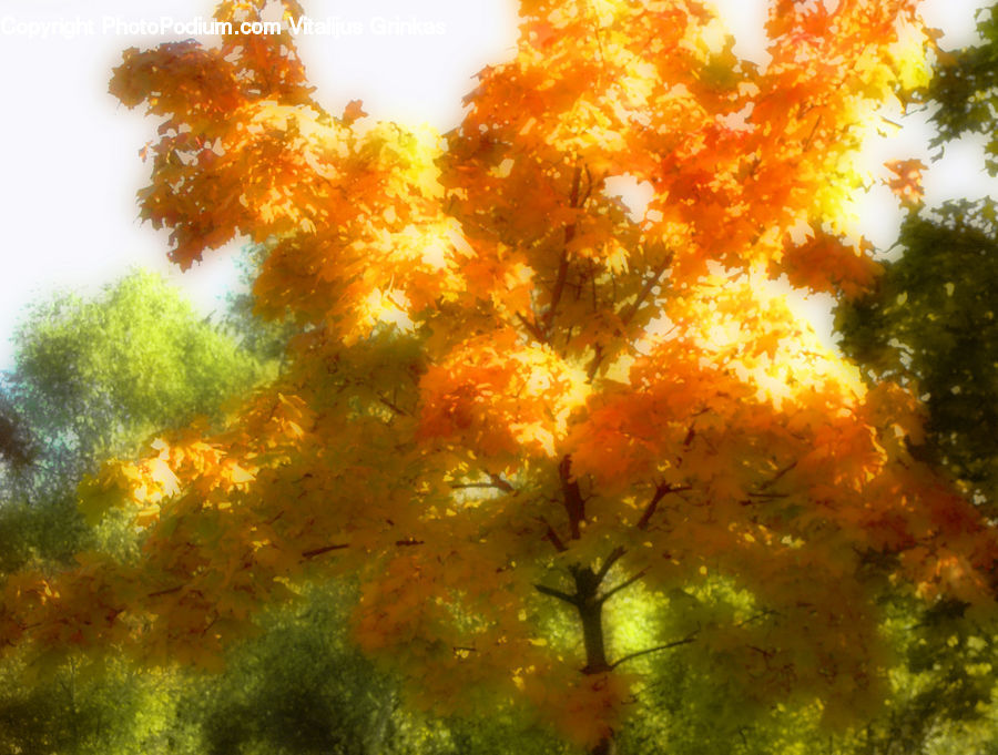 Maple, Tree, Wood, Art, Algae, Conifer, Fir