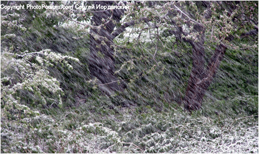 Conifer, Fir, Plant, Tree, Bush, Vegetation, Forest