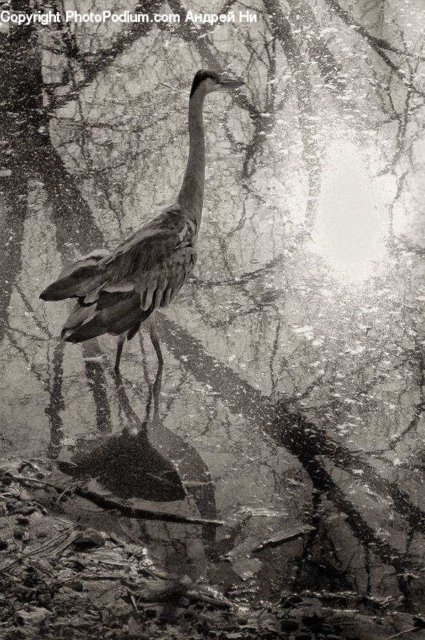 Ardeidae, Bird, Waterfowl, Soil