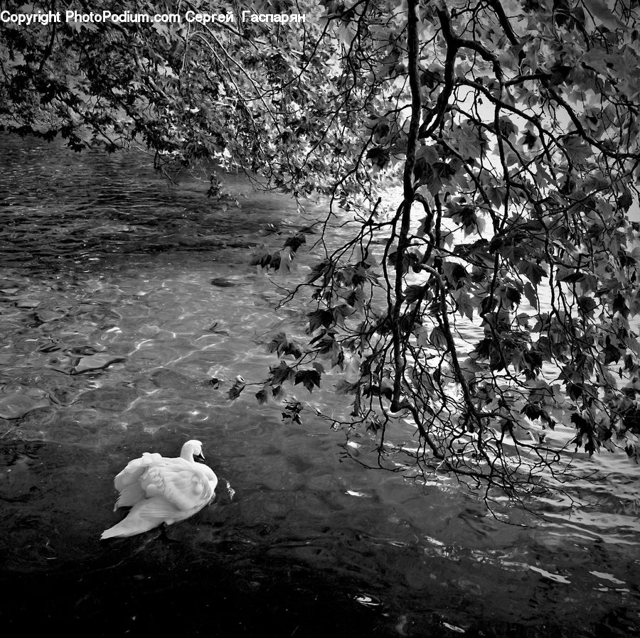 Bird, Waterfowl, Blossom, Flora, Flower, Plant, Swan