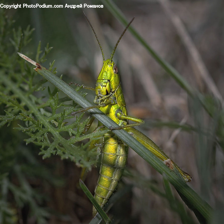 Cricket Insect, Grasshopper, Insect, Invertebrate, Anisoptera, Dragonfly, Plant