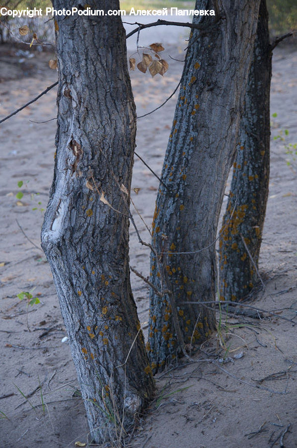 Tree Trunk, Birch, Tree, Wood, Bird, Forest, Vegetation